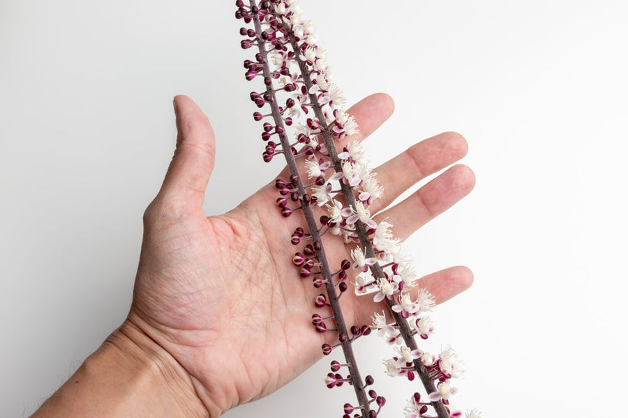 Black Cohosh: A Natural Ally for Women's Hormonal Harmony