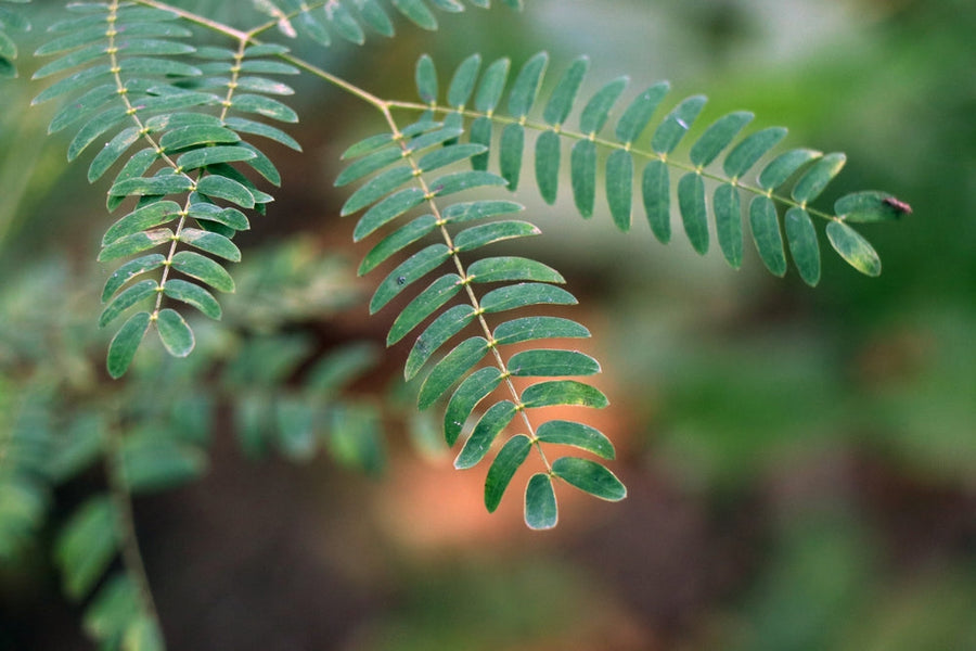 The Mood-Boosting Power of Happiness Bark and How to Use It